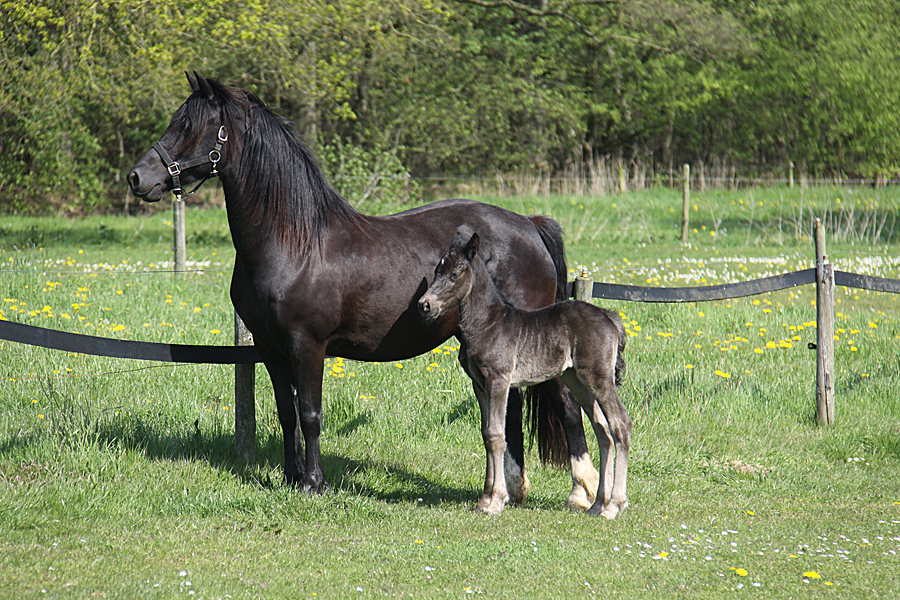 Welsh Cob CoCo 0198